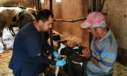 Karaman Başyayla’da büyükbaş ve küçükbaş hayvanlar küpelenerek kayıt altına alındı