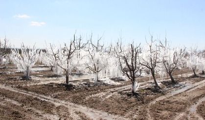 Dona karşı sulanan elma ağaçları buzulları aratmadı