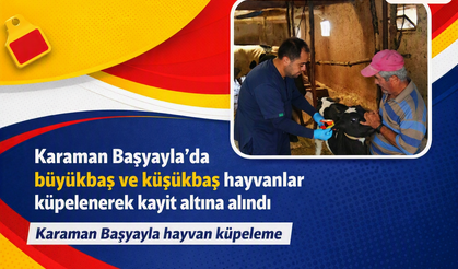 Karaman Başyayla’da büyükbaş ve küçükbaş hayvanlar küpelenerek kayıt altına alındı