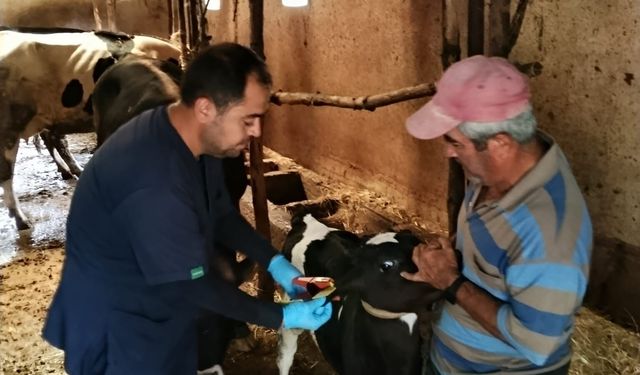Karaman Başyayla’da büyükbaş ve küçükbaş hayvanlar küpelenerek kayıt altına alındı