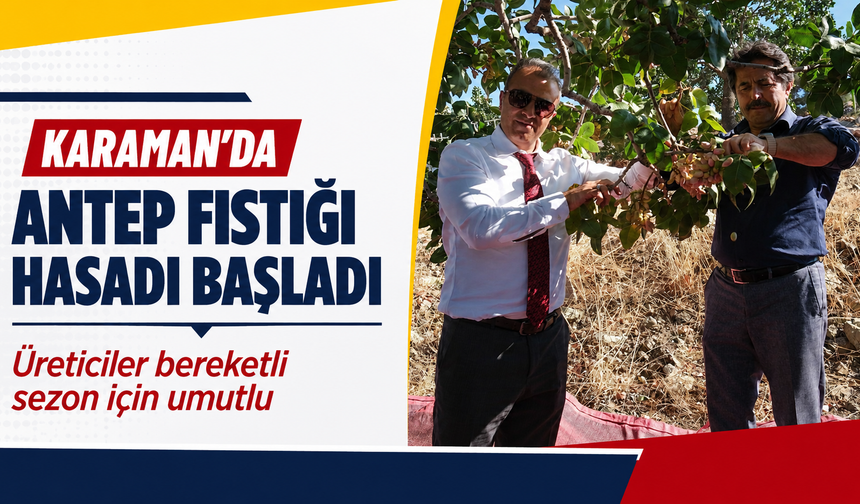 Karaman’da Antep fıstığı hasadı başladı: Üreticiler bereketli sezon için umutlu