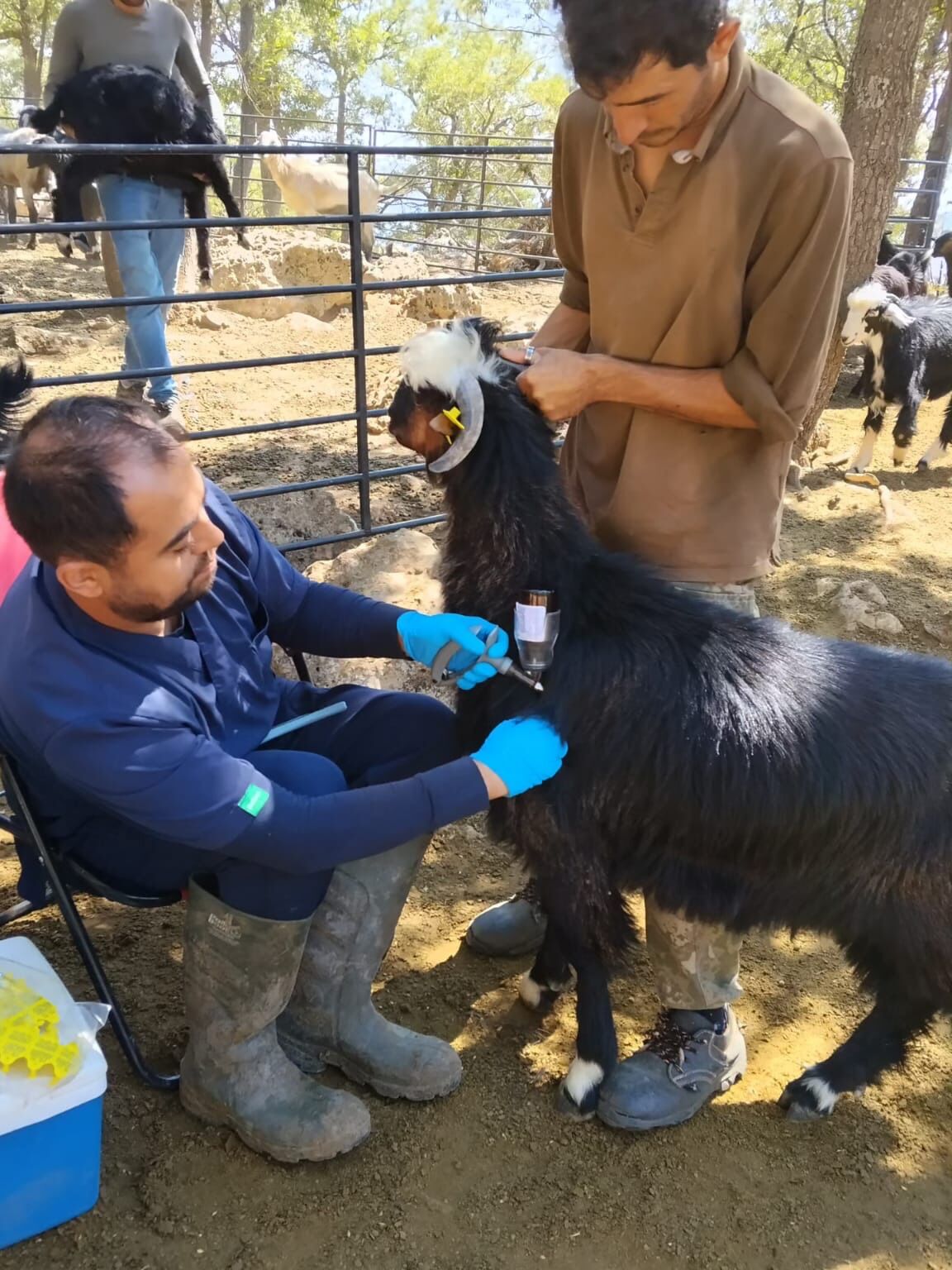 Karaman Basyaylada Buyukbas Ve Kucukbas Hayvanlar Kupelenerek Kayit Altina Alindi 4
